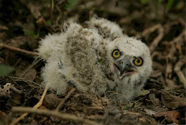 baby-owl-529066_640.jpg