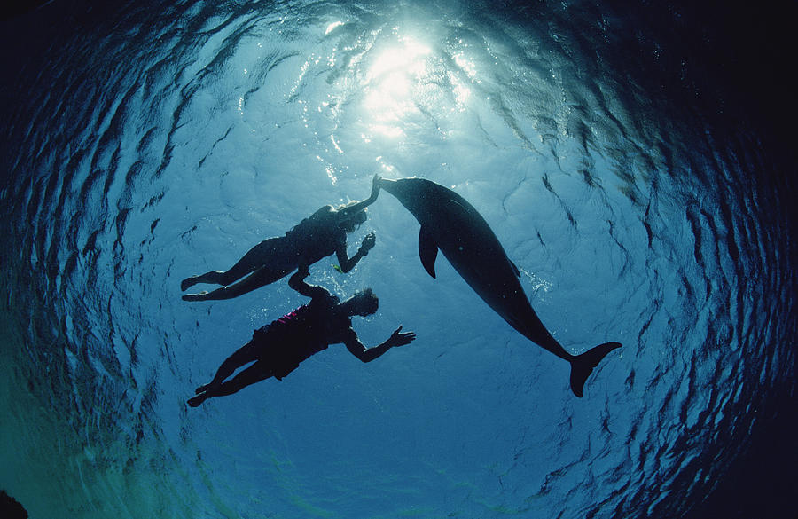 bottlenose-dolphin-with-swimmers-hawaii-flip-nicklin.jpg