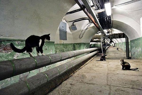 фото безнадзорные кошки в подвалах.jpg
