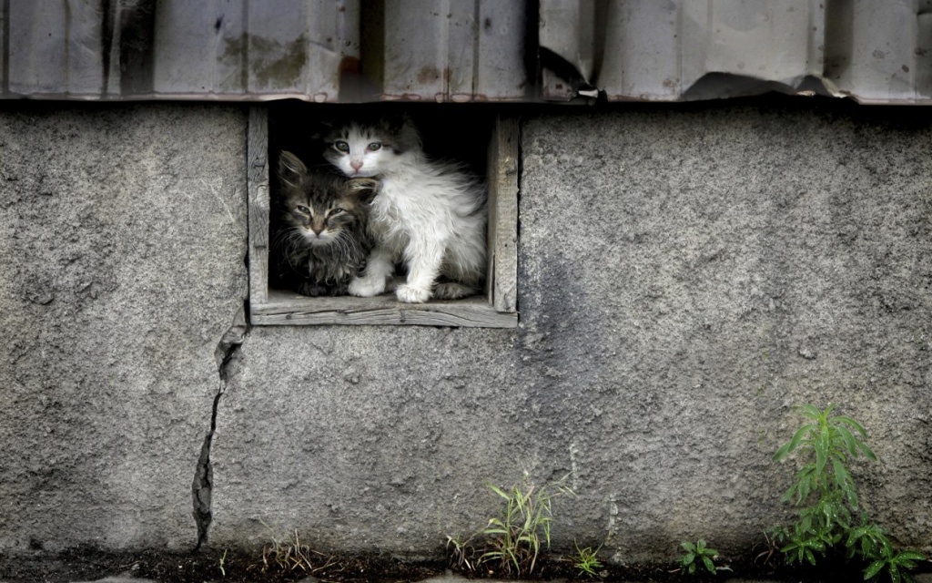 stray-kittens-ftr.jpg