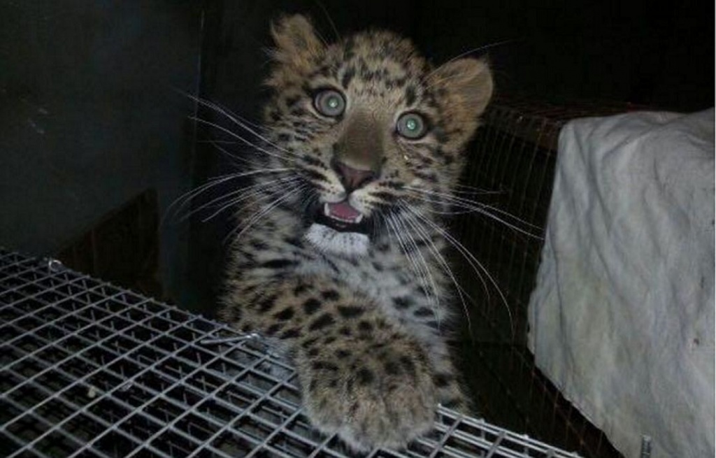 1prodaja-leoparda.jpg