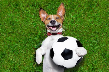 dog_football.jpg
